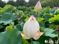 【看长江之变】武汉东湖实现美丽蝶变 水质40年来最好