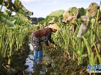 湖南祁阳：洪水过后恢复忙