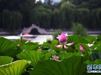 济南大明湖荷花美