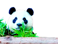 定了！武汉动物园大熊猫馆将于周五正式开馆