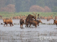石首麋鹿自然保护区上演鹿王争霸战