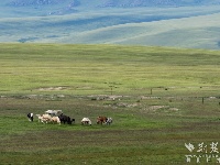 【新疆是个好地方】巴音布鲁克：令人迷醉的仙境草原