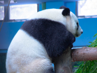 定了！武汉动物园大熊猫馆将于周五正式开馆
