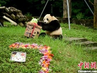 海归大熊猫“小礼物”迎来7岁生日