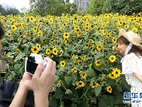 上海：暂别阴雨 游人赏花