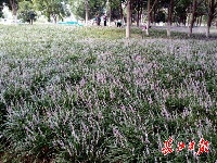 快去“打卡”！2万平方米麦冬花海藏身汉口闹市区
