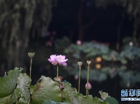 西湖荷花别样美