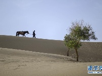 守护“沙漠英雄树”