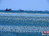 探访福建连江壮观的“海上牧场”