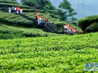 湖北恩施：山区茶园引游客