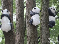 武汉动物园喊你看大熊猫啦，明天约起！