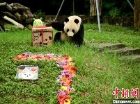 海归大熊猫“小礼物”迎来7岁生日