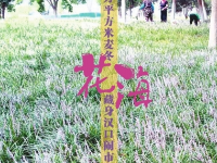 快去“打卡”！2万平方米麦冬花海藏身汉口闹市区
