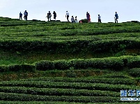 湖北恩施：山区茶园引游客