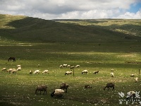 【新疆是个好地方】巴音布鲁克：令人迷醉的仙境草原
