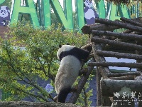 武汉动物园喊你看大熊猫啦，明天约起！