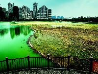 走访水生态修复现场  看武汉多个湖泊正在自然回归