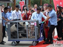 10只大熊猫落户南京紫清湖 其中6只是“海归”