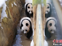 10只大熊猫落户南京紫清湖 其中6只是“海归”