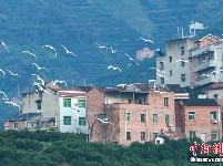 三峡库区白鹭翩飞见证生态之美