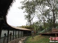 10只大熊猫落户南京紫清湖 其中6只是“海归”