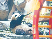 陪武汉大熊猫姐妹花度暑