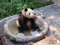 现存最长寿圈养大熊猫“新星”迎37岁生日
