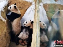10只大熊猫落户南京紫清湖 其中6只是“海归”