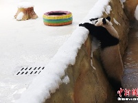 10只大熊猫落户南京紫清湖 其中6只是“海归”