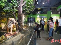 武汉版“博物馆奇妙夜”首秀，你去逛了没？