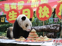 现存最长寿圈养大熊猫“新星”迎37岁生日