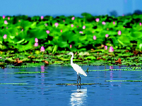 3万多只夏候鸟栖息洪湖湿地