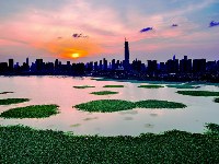 走访水生态修复现场  看武汉多个湖泊正在自然回归
