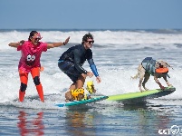 美国加州举办“狗狗冲浪赛”