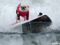 美国加州举办“狗狗冲浪赛”