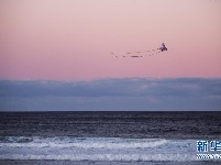 澳大利亚悉尼邦迪海滩风筝节
