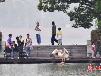 用心保护湿地让珍稀候鸟定居武汉