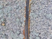 远安现林海雪原景观