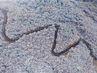 远安现林海雪原景观