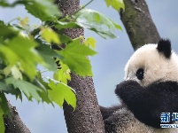 2019大熊猫最新数据发布：全球圈养大熊猫数量达600只