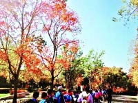 让“落叶飘一会儿” 武汉公园延时清扫留住诗意秋景