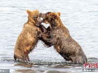 两头棕熊化身“摔跤手” 水中上演激烈对决