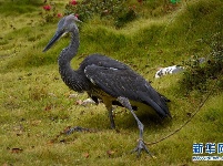 云南昌宁发现极度濒危物种白腹鹭