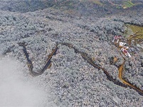 远安现林海雪原景观