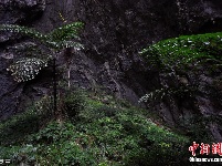 广西边境发现一世界级天坑群