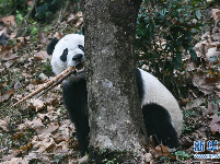 旅美大熊猫“贝贝”回到四川
