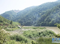 云南昌宁发现极度濒危物种白腹鹭