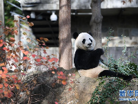 旅美大熊猫“贝贝”回国欢送活动启动 