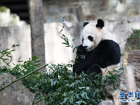 旅美大熊猫“贝贝”回国欢送活动启动 