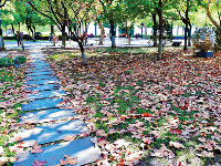 让“落叶飘一会儿” 武汉公园延时清扫留住诗意秋景